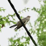 Kägu kukub metsas elektrikaablil